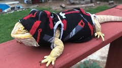 BASIC TOOLS 🧰 🛠 PRINT XLRG SLEEVELESS HOODY BODY SHIRT 4 UNISEX BEARDED DRAGON