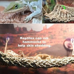 Reptile Hammock for Bearded Dragons & Lizards – Tank Accessories & Habitat Décor