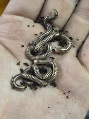 1ct Panama Canal Millipede Anadenobolus ocraceus “Panama City, Panama (TINY BABY