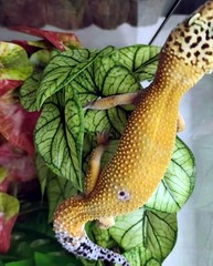 KERUIDENG Reptile Plants for Terrarium Decor, Amphibian Green Arrowhead
