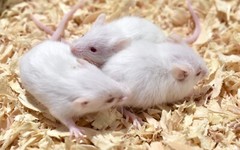 40 Frozen Feeder Mice Hoppers Mice -FREE S&H -MiceDirect! Rodents Reptiles Snake