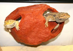 MagNatural Large Hideaway Mojave – Pet-Tekk