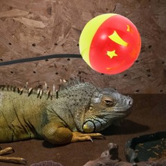 7 Pcs Bearded Dragon Tank Accessories Lizard Toy Ball Chinchilla Toys Reptile
