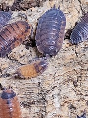 Porcellio Scaber Lava Isopods