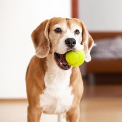 3-Pack Tennis Ball Dog Toys with Squeaker, Interactive Fetch Play for Pets 40…