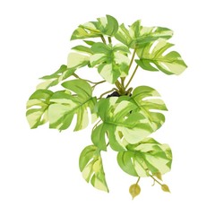 Komodo Standing Varigated Monstera Plant 1ea/5 in