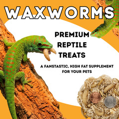 250 Live Wax Worms Feeder Insects for Reptiles Amphibians Birds & More