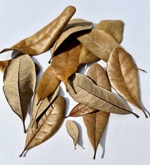 5 Gallons Live Oak Leaves Leaf Litter Isopods Reptile Frog Organic Heat Treated