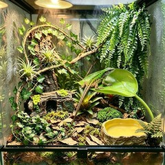 Bearded Dragon Tank Accessories, Terrarium Decor, Ball Python