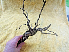 NATURAL SPIDER LIKE ROOT WOOD REPTILE TERRARIUM DECORATION ART GARDEN PET FLORAL