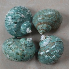 2pcs Hermit Crab Shells XL Size Opening 1.73″ Natural Sea Conch Turbo Seashel…