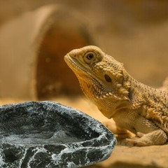 Turtle Disc Reptile Water Tray Lizard Feeding Bowl Food Small Dish