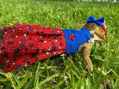 Bearded Dragon Patriotic Dress and Headband