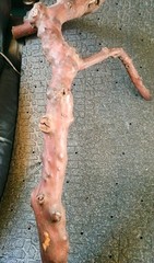 Pacific Madrone Arbutus Teranium Branch Reptile Bird Habitat