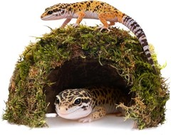 Reptile Hides & Caves – Leopard Gecko Tank Accessories Natural Dome Reptile Cave