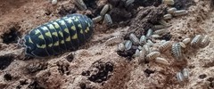 Armadillidium Gestroi Isopods