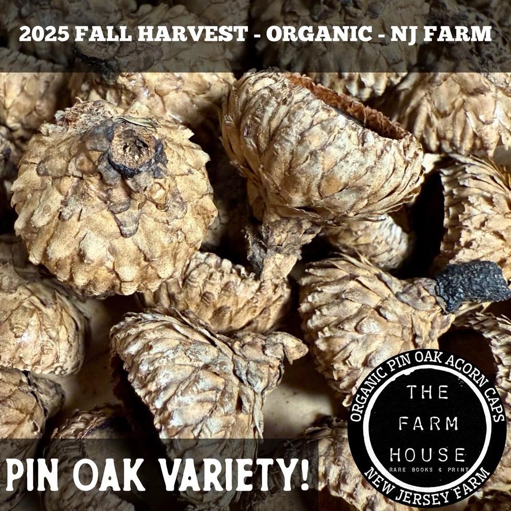 100+ PIN ACORN CAPS (1/4 LB) – 2X STERILIZED – ISOPODS, TERRARIUM – ORGANIC FARM