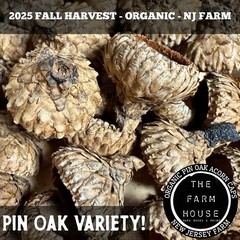 100+ PIN ACORN CAPS (1/4 LB) – 2X STERILIZED – ISOPODS, TERRARIUM – ORGANIC FARM