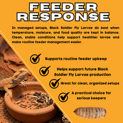 500 Black Soldier Fly Larvae Live Feeder Insects for Reptiles & Amphibian