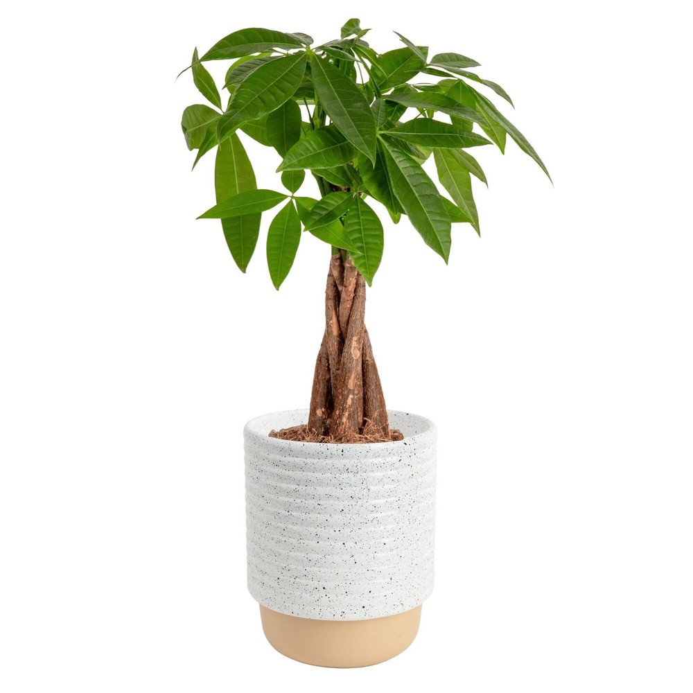Costa Farms Money Tree (Pachira Aquatica) Live Indoor Bonsai-Style Plant, 12-…