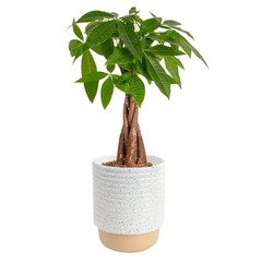 Costa Farms Money Tree (Pachira Aquatica) Live Indoor Bonsai-Style Plant, 12-…