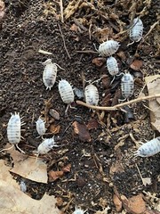 15+ Dairy Cow Isopods (Porcellio Laevis)