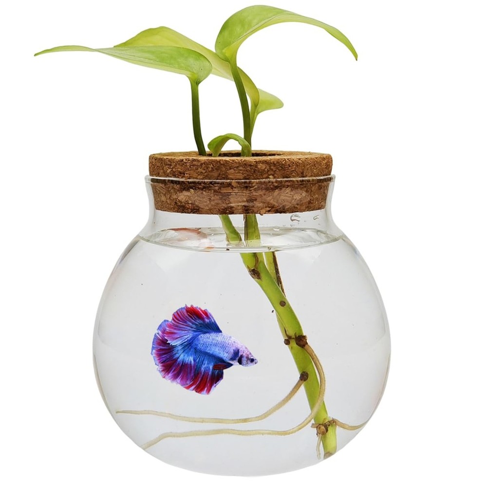 Small Betta Fish Tank Glass Fish Bowls for Betta Fish Goldfish, Aquaponic Fis…