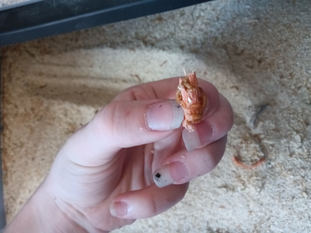 Mealworms