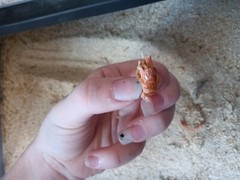 Mealworms
