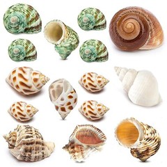 15 Pcs Hermit Crab Shell Natural Sea Shells for Aquarium Nautical Beach Decor