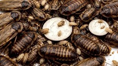 7 GUT LOADED Dubia Roaches: LARGE Size–GUARANTEED ALIVE