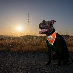 Blaze Orange Dog Bandana Reflective Collar High Visibility Pet Scarf Walking