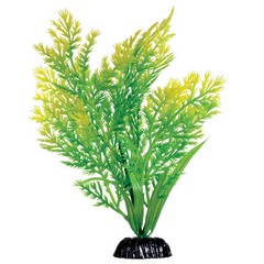 Underwater Treasures Water Violet Plant Select Size:: 8 inch