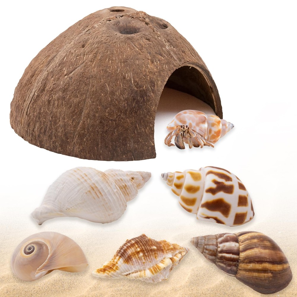 Hermit Crab Shells 1 Coconut Hut 5 PCS Seashell Accessories Habitat Decor