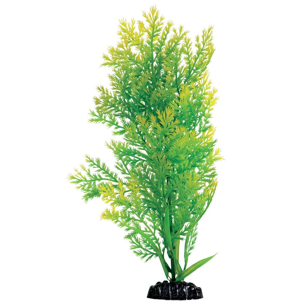 Underwater Treasures Water Violet Plant Select Size:: 12 inch