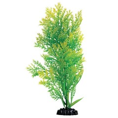 Underwater Treasures Water Violet Plant Select Size:: 12 inch