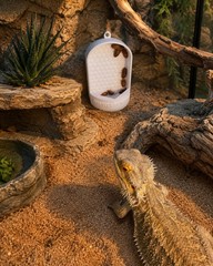 Bearded Dragon and Chameleon Bug Bowl Reptile Feeder Box