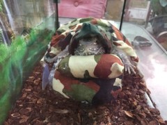NEW CAMOUFLAGE PRINT LARGE ATTACHABLE RESTING BED SET SOFT COVER 4 BEARDEDDRAGON