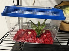 Small Goldfish Fish Reptile Tank 8 3/8″ x 6 1/8″