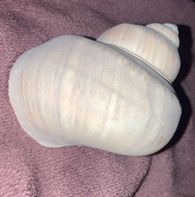 large sea shells for sale