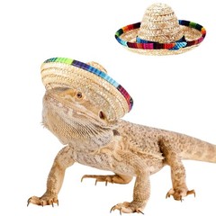 2 Pack Bearded Dragon Sombrero Hats – Lizard Cinco De Mayo Small, 2