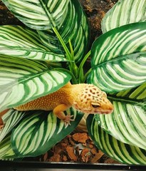 Reptile Terrarium Decor,Amphibian Habitat Decor,Artificial Plants for Crested…