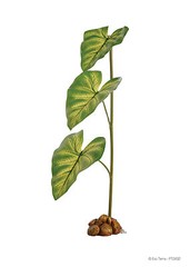 EXO TERRA DRIPPER PLANT – LARGE