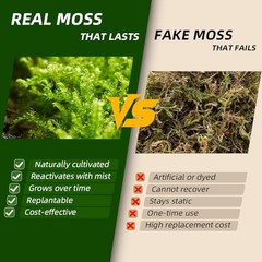 LUCKYRUNES Live Moss 3-Pack for Reptile Terrariums Humid Hides Forest Floor Deco