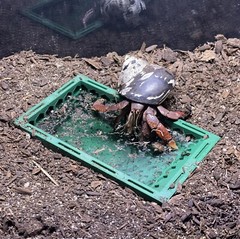 Hermit Crab Pool Underground Tank Decoration Climbing Toys Ornament Accessories