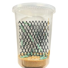 25 Count Live Hornworms Feeder Insects for Bearded Dragons Chameleons