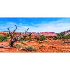 AWERT 48×18 inches Reptile Habitat Background Blue Sky Oasis Orange Desert Te…