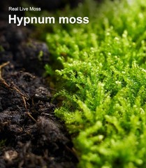 Live Moss Duo Pack 2 Types of Real Live Sheet/Sphagnum Moss Terrariums Terrarium