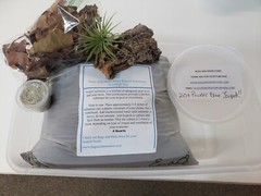 Isopod Starter Kit with 20 Powder Blue Isopods and 8 oz Springtail in Charcoal