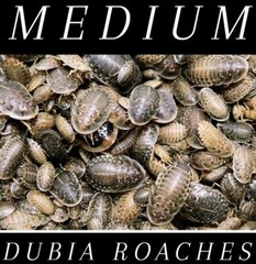 Dubia Roaches MEDIUM 3/8-3/4″ Live Feeder Insect 100 200 FREE SAME DAY SHIPPING